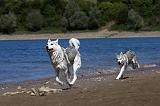SIBERIAN HUSKY 609